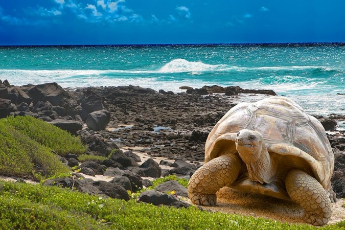 BOLETO GALÁPAGOS X2 - Wendy Carolina Segovia Aucatoma