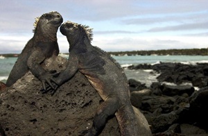 [MALLKU - ($579 PG EFE) TKT+ LT. STA CRUZ 4D3N 2025] Santa Cruz - Galápagos